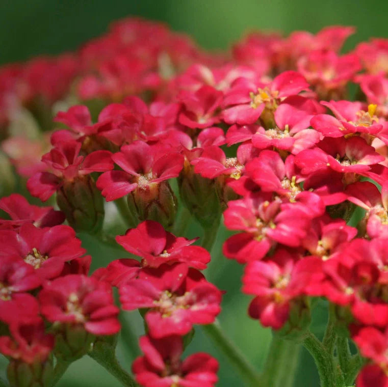 red yarrow flower seeds