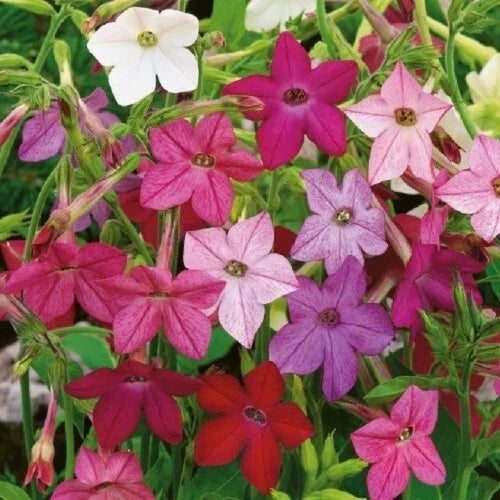 jasmine tobacco flower seeds