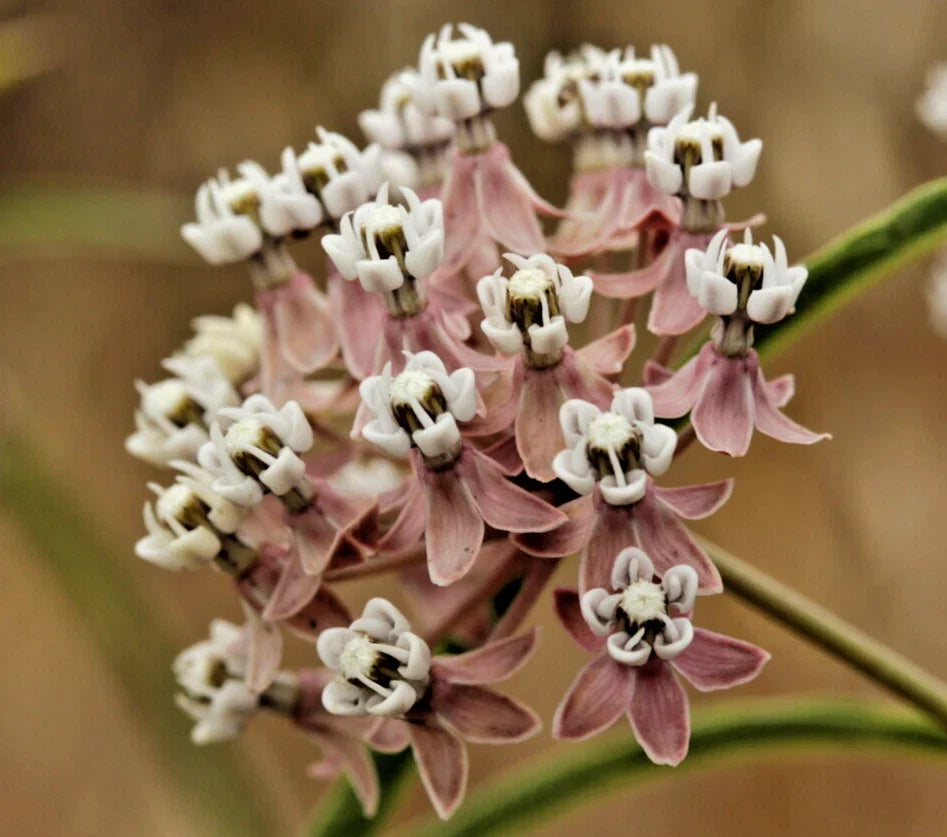 narrowleaf milkweed flower seeds