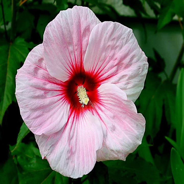 pink swamp flower seeds