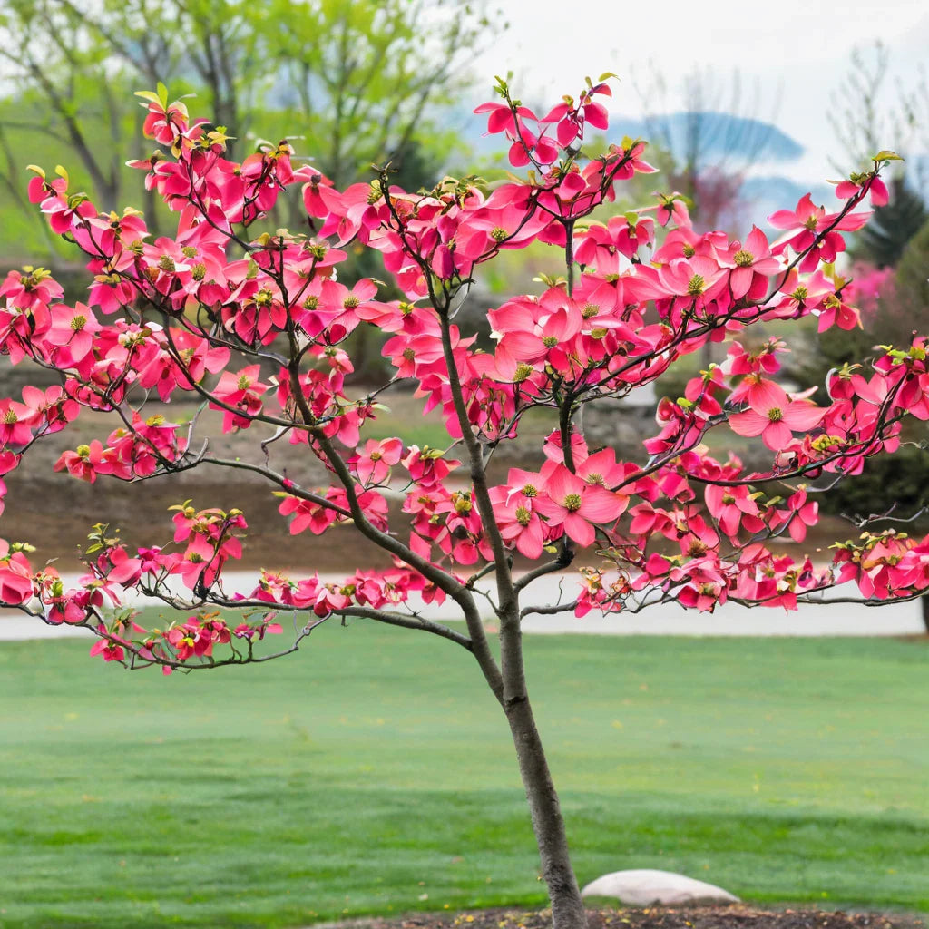 pink dogwood flower seeds