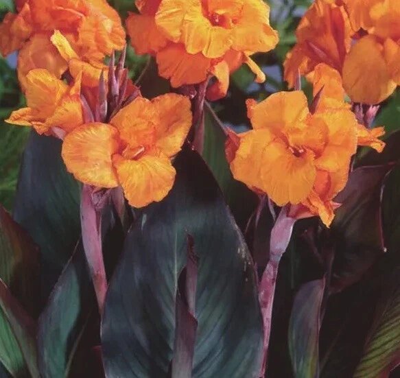 Orange Canna Flower Seeds – Heirloom, Non-GMO, High Germination Organic Garden Seeds