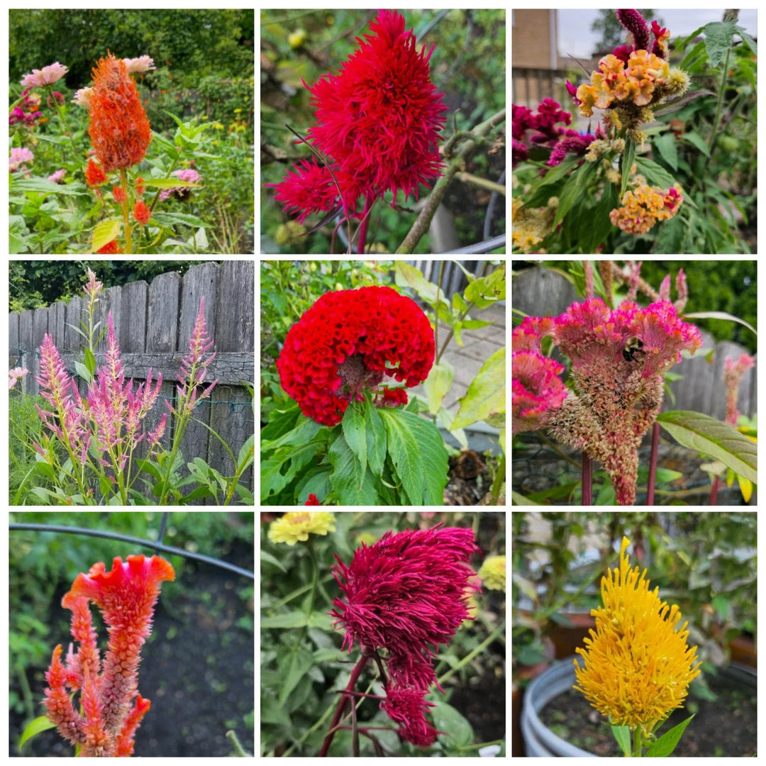 mixed celosia flower seeds