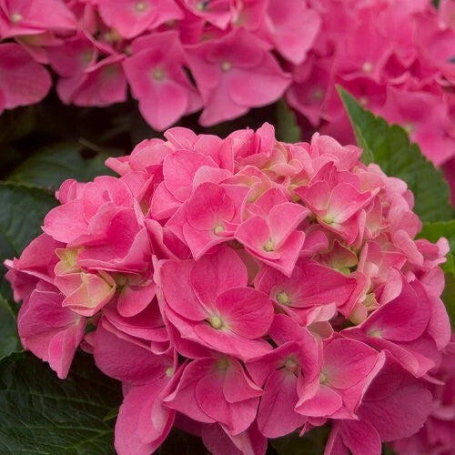 pink vienna flower seeds