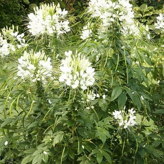 white cleome flower seeds