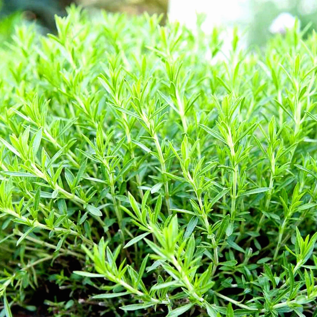 tarragon spring flower seeds