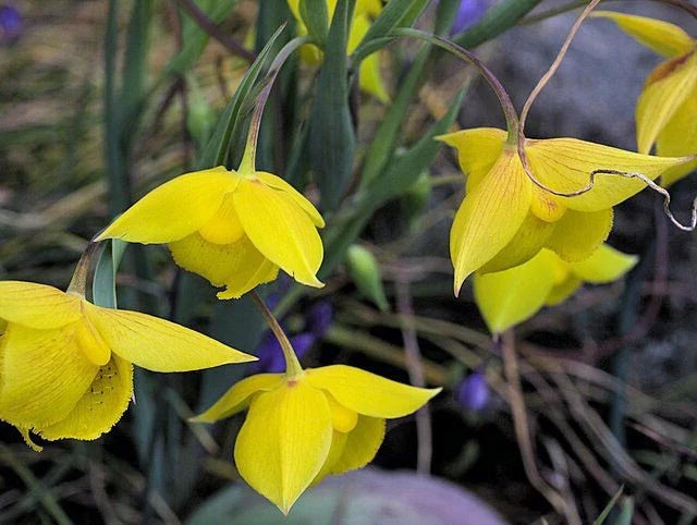 calochortus amabilis flower seeds
