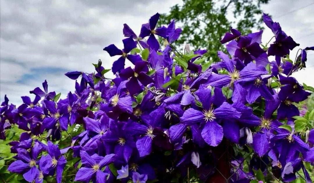 purple clematis flower seeds