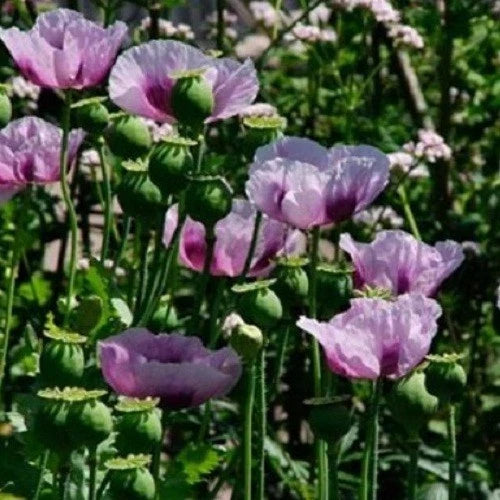 import turkish flower seeds