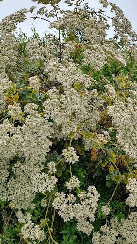 calinia buckwheat flower seeds