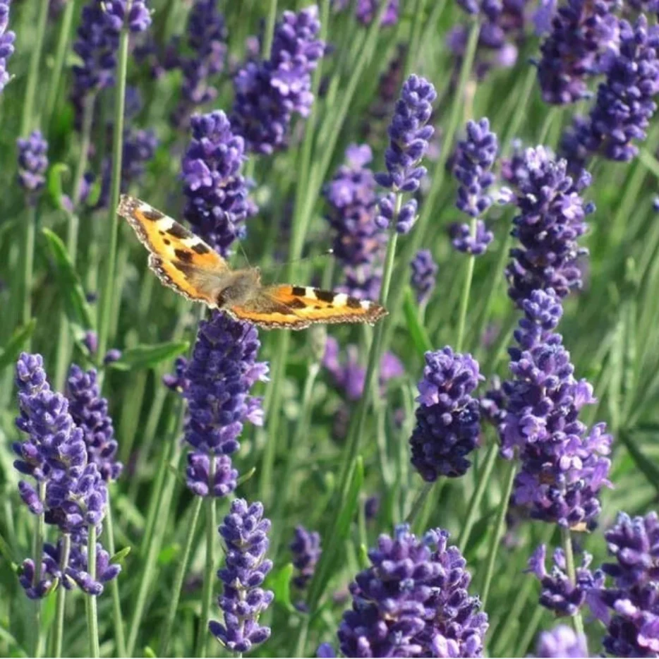 lavender munstead flower seeds