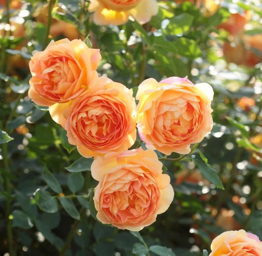 orange climbing flower seeds