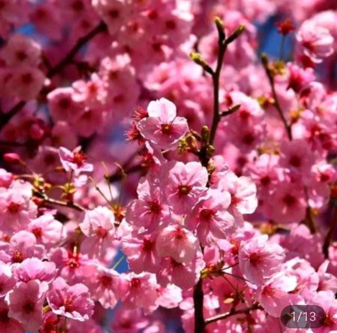 cherry blossom flower seeds