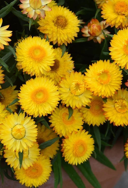 golden yellow flower seeds
