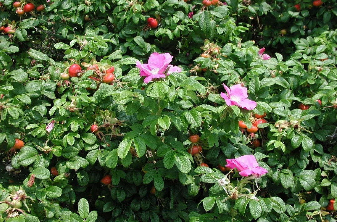 pink seaside flower seeds