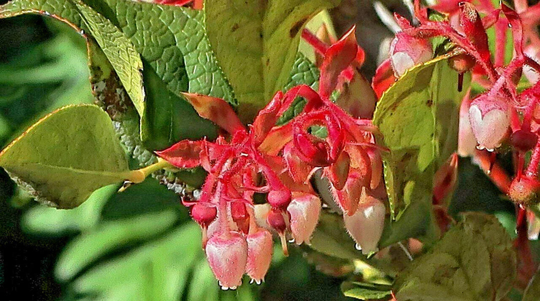 salal gaultheria flower seeds