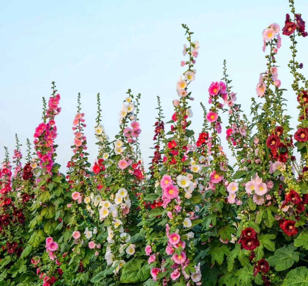 lb hollyhock flower seeds
