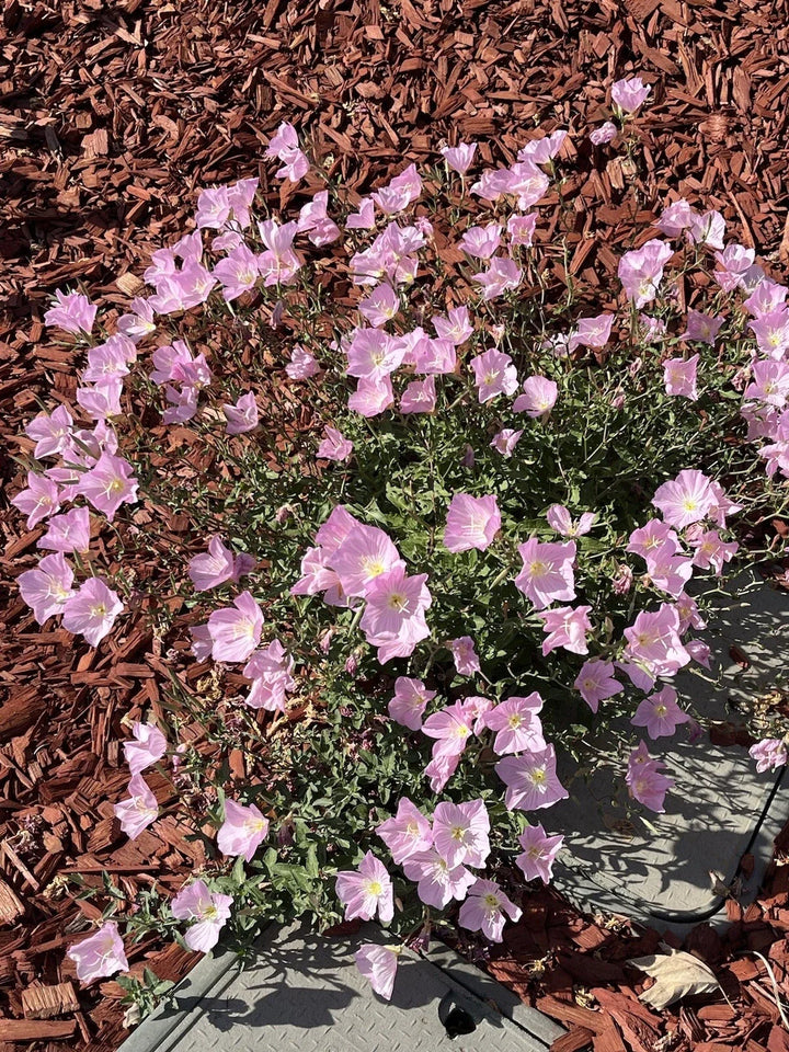 pink showy flower seeds
