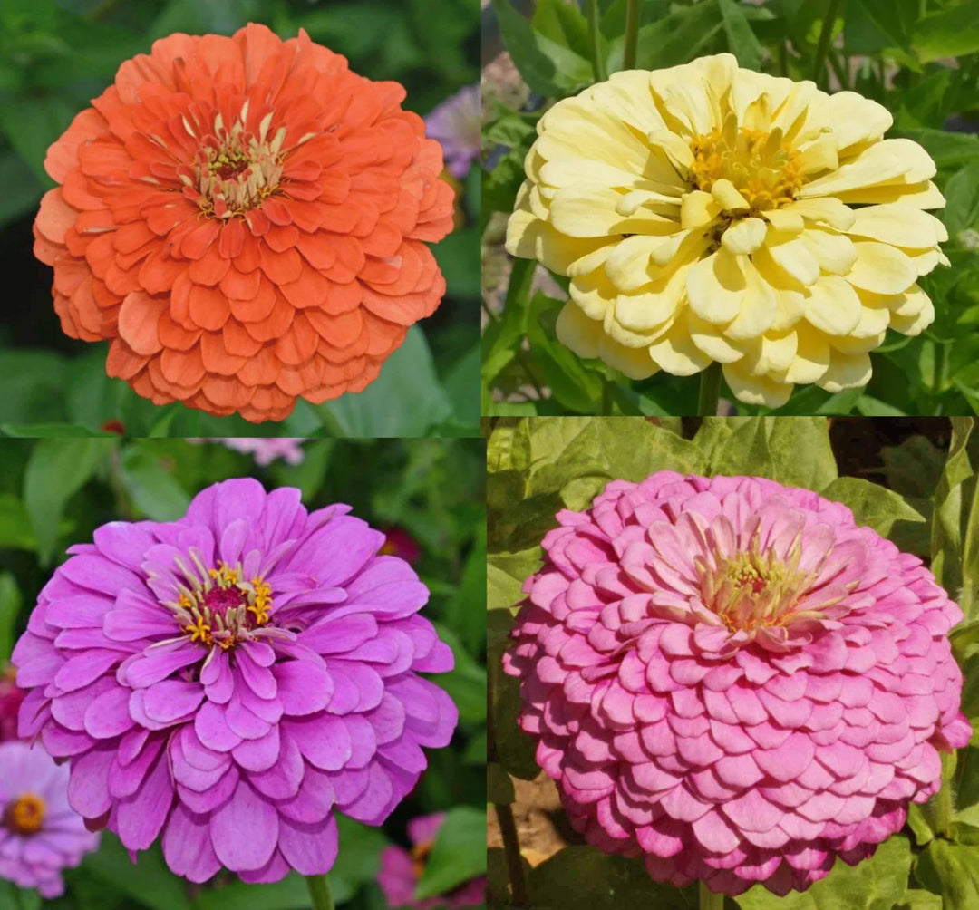 zinnia tranquility flower seeds