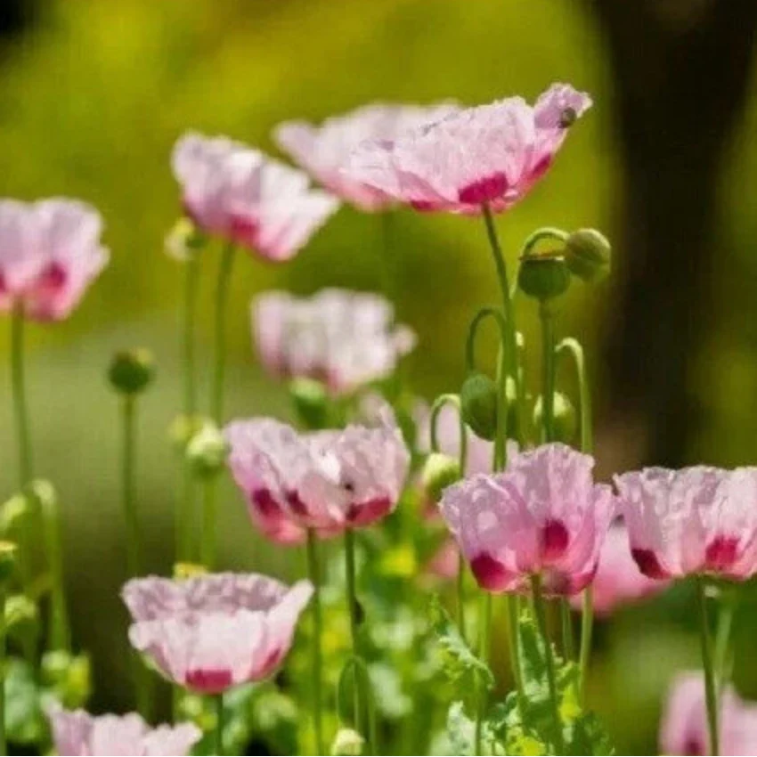 turkish poppy flower seeds