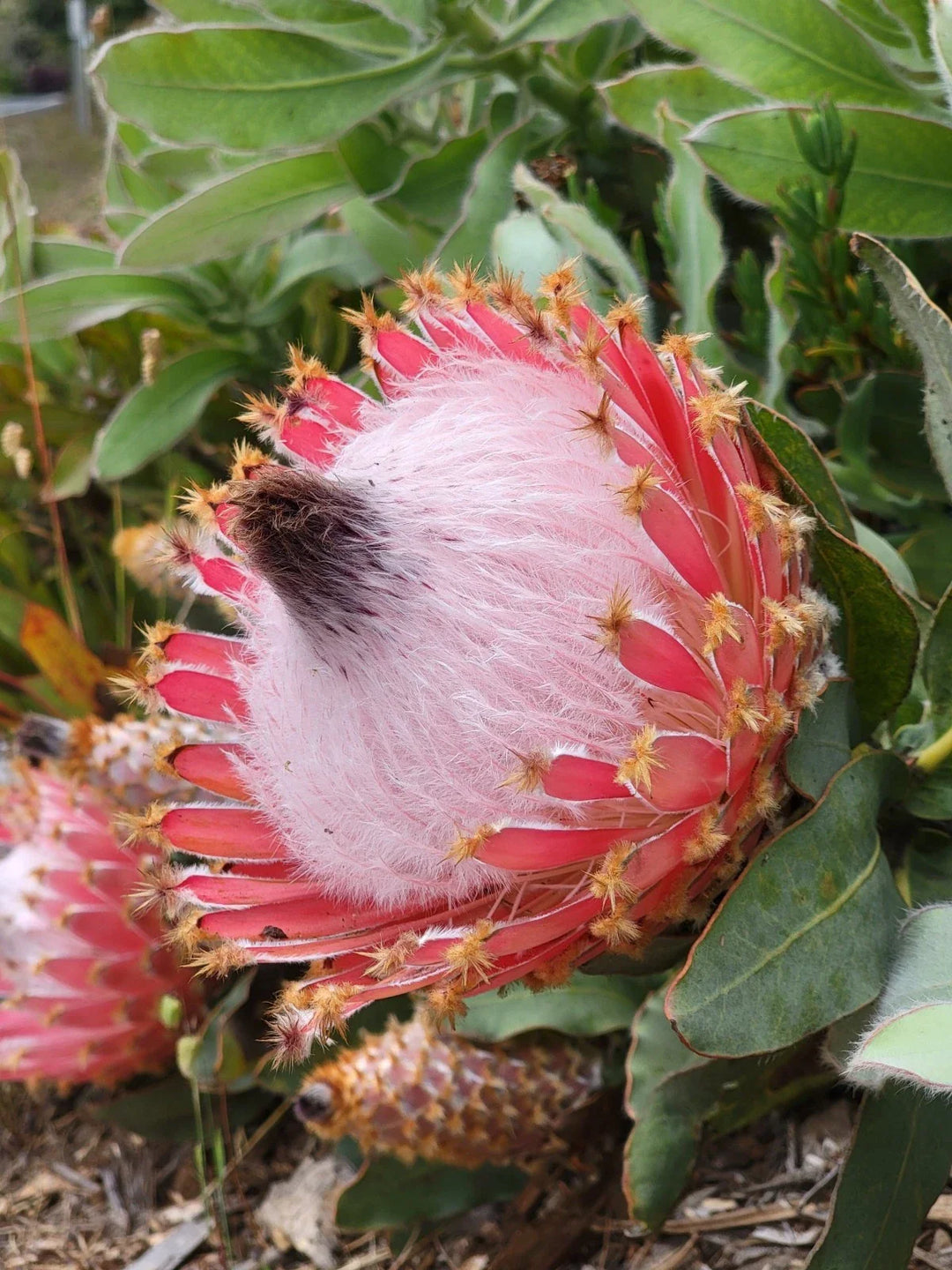 protea magnifica flower seeds
