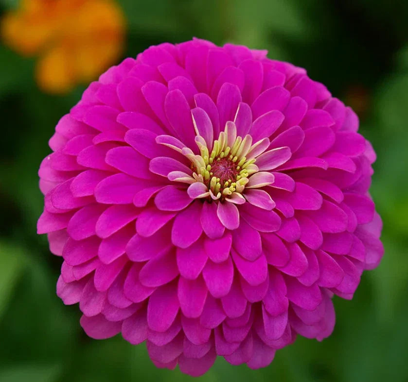 violet purple flower seeds