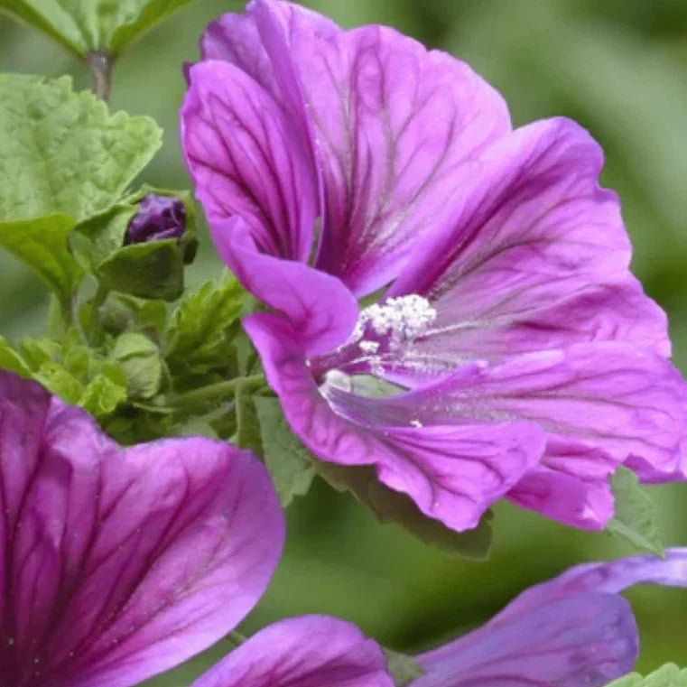 hollyhock french flower seeds