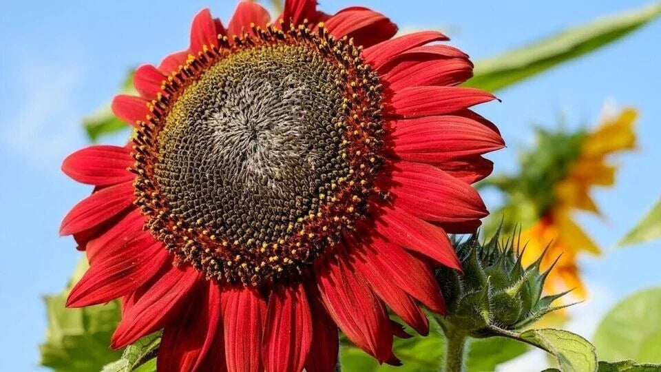 red sun flower seeds