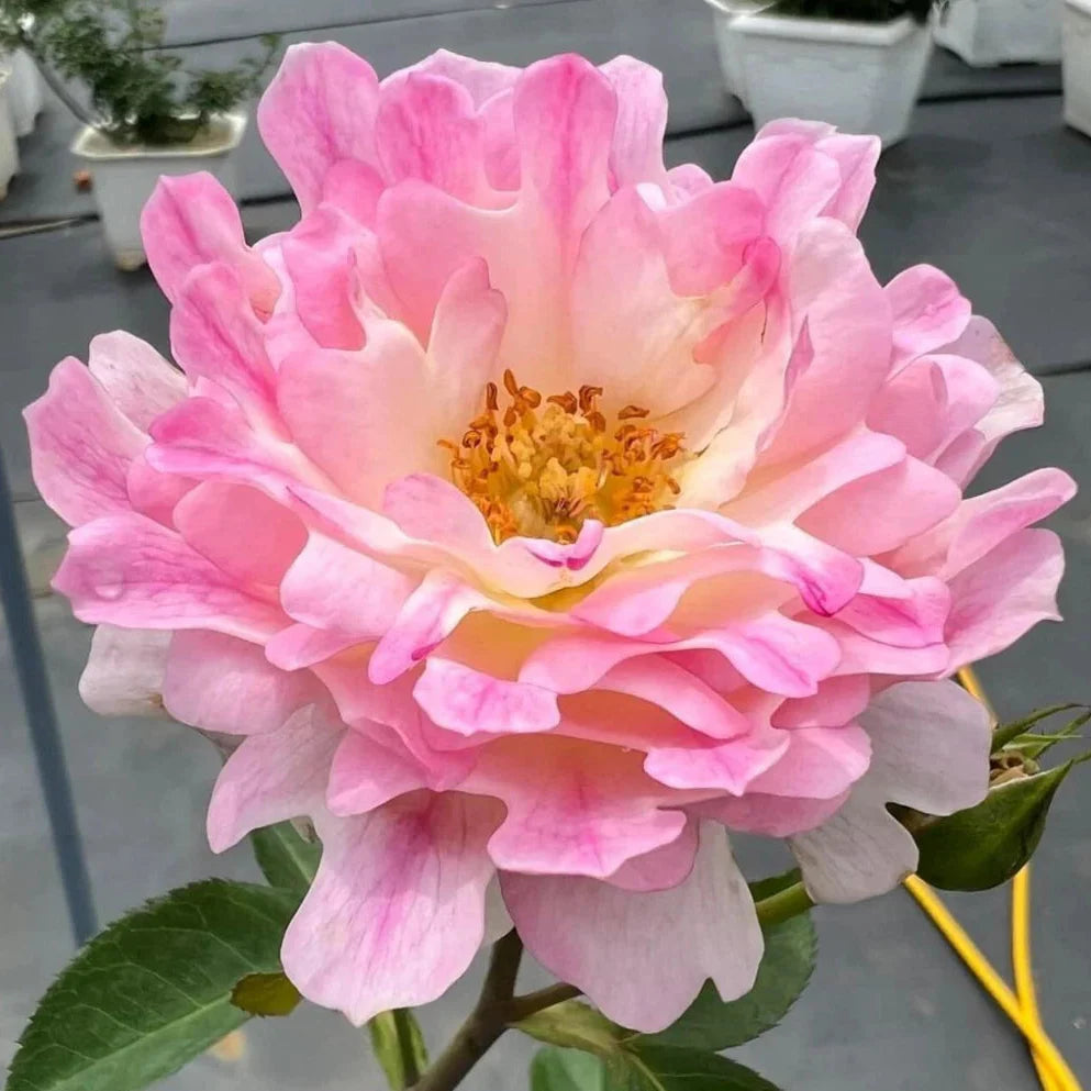 sea anemone flower seeds