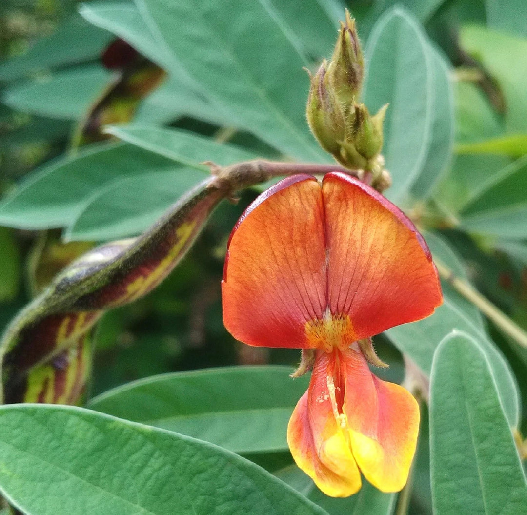 pigeon pea flower seeds