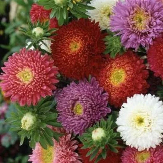 aster china flower seeds