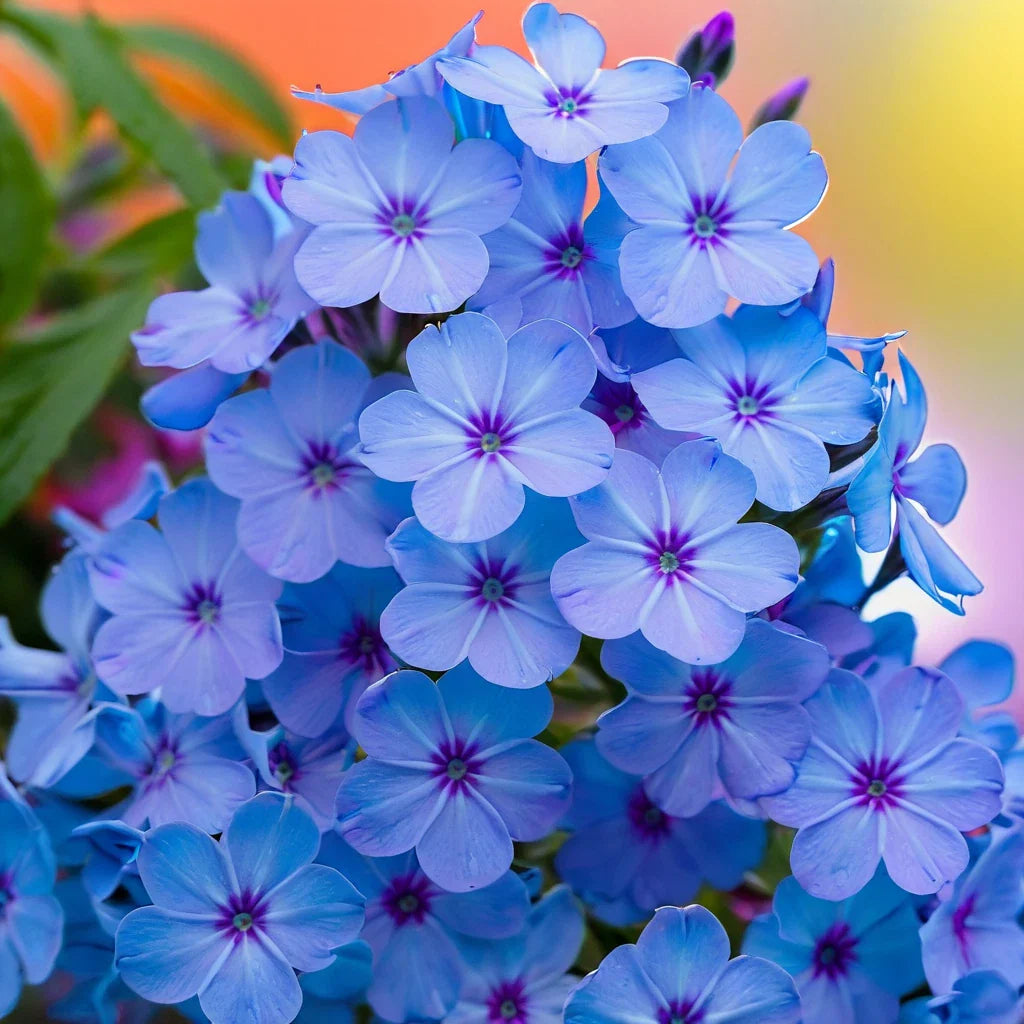 blue phlox flower seeds