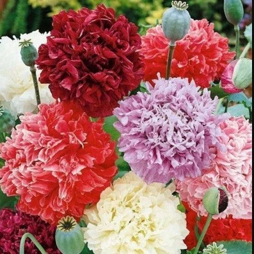 poppy peony flower seeds