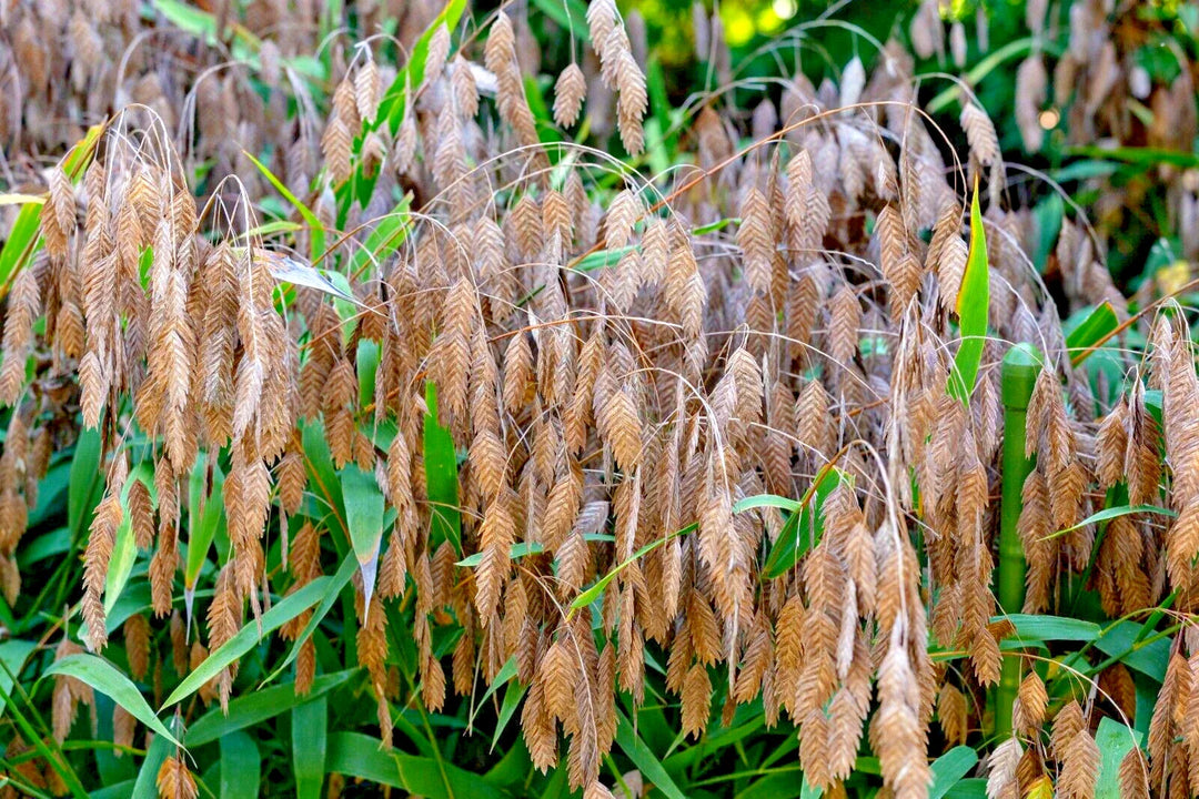 northern sea flower seeds