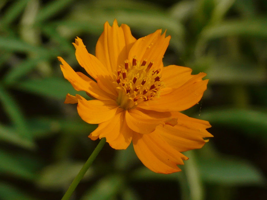 orange sulphur flower seeds