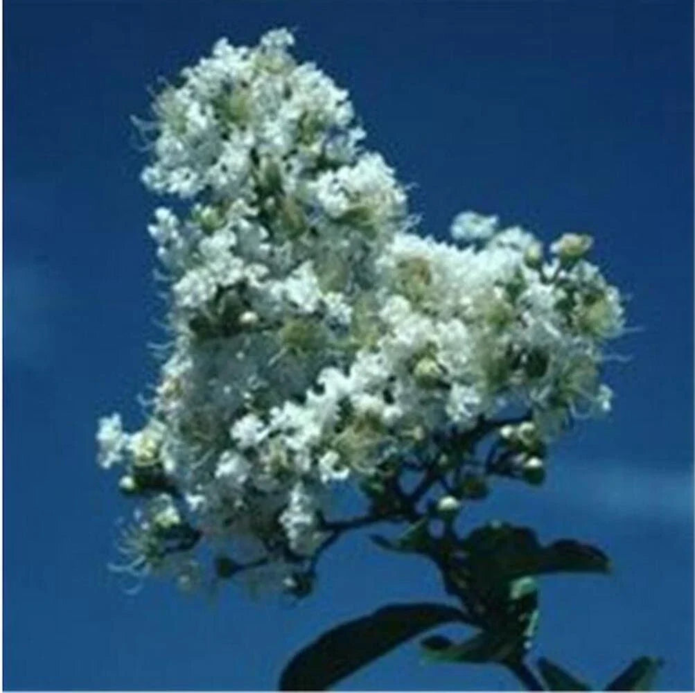 white for flower seeds