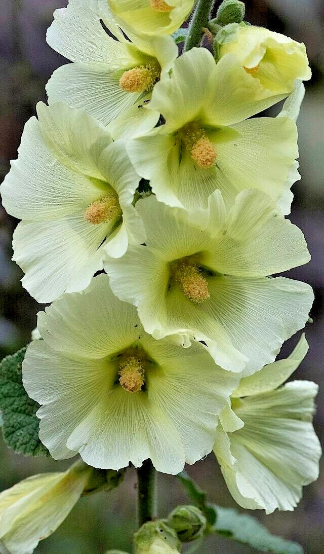 white giant flower seeds