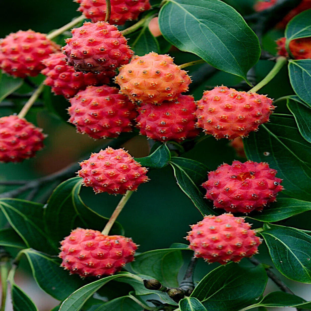 white red flower seeds