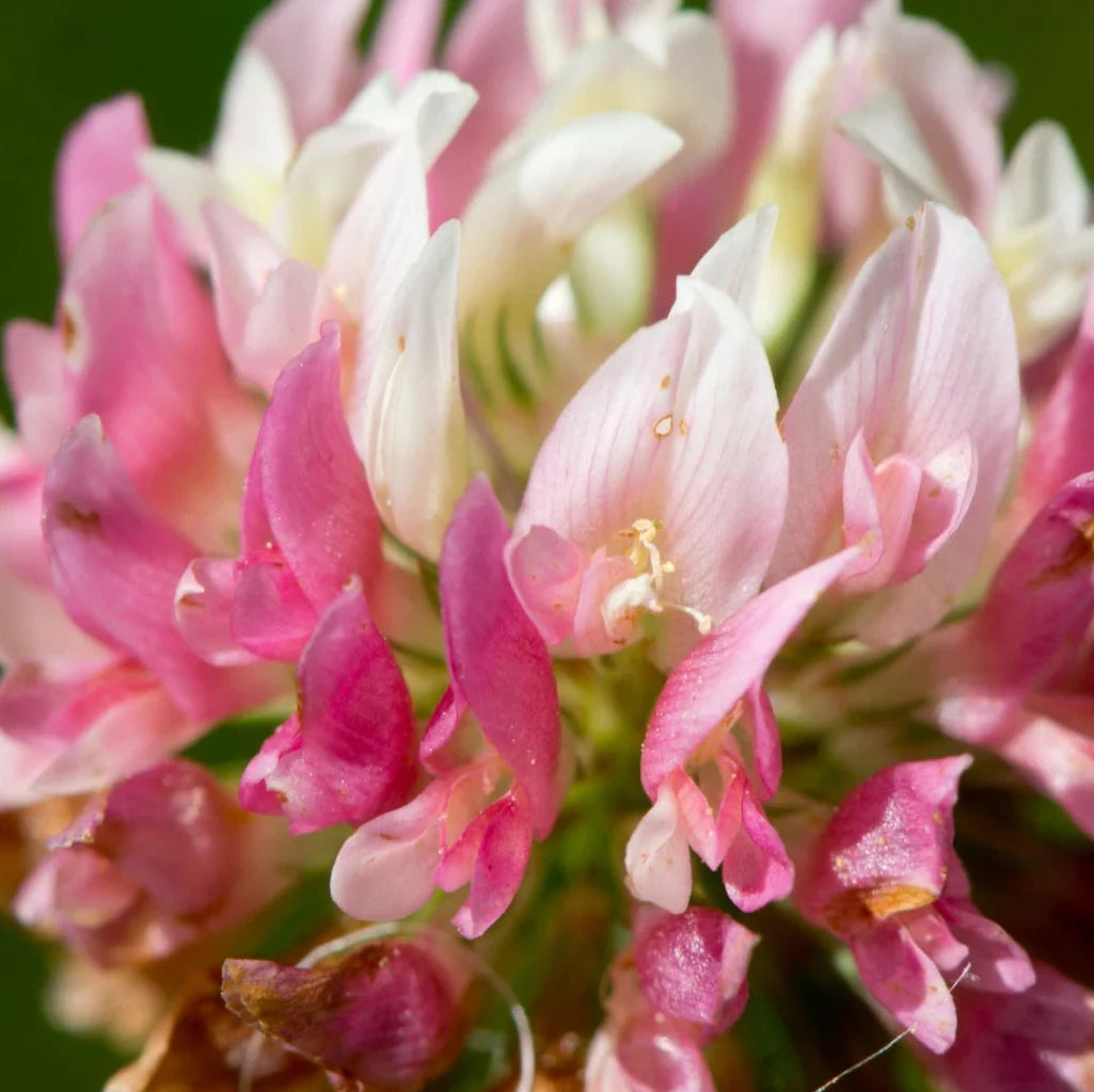 alsike clover flower seeds