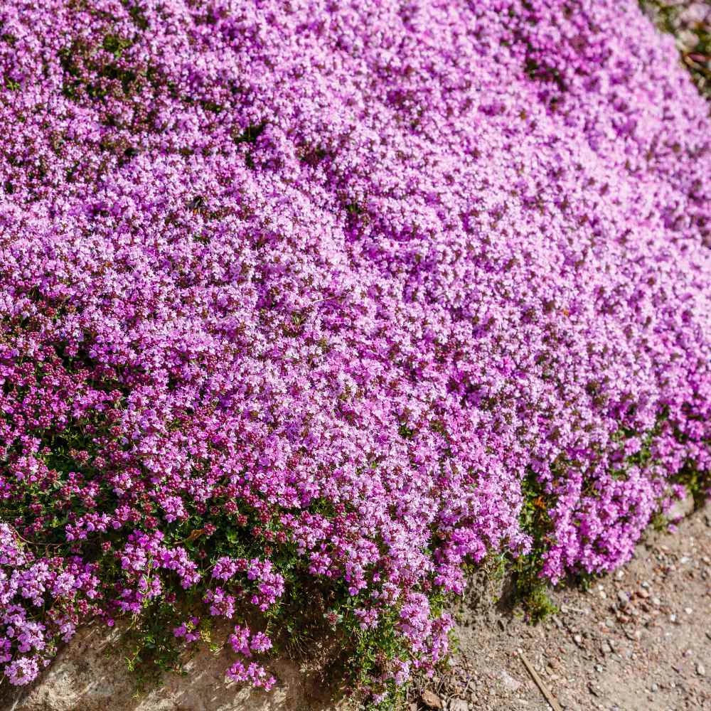 purple creeping flower seeds