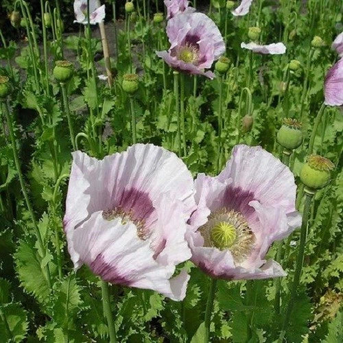 stratified tasmanian flower seeds