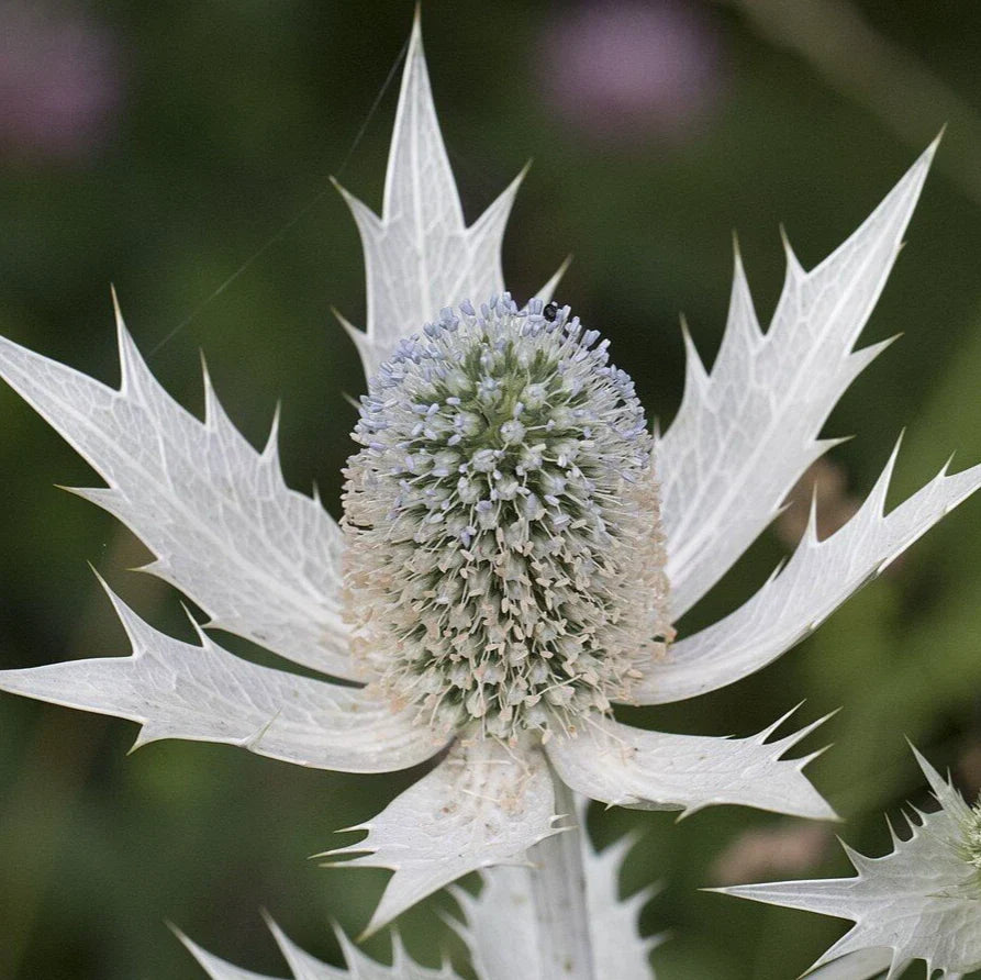 silver sea flower seeds