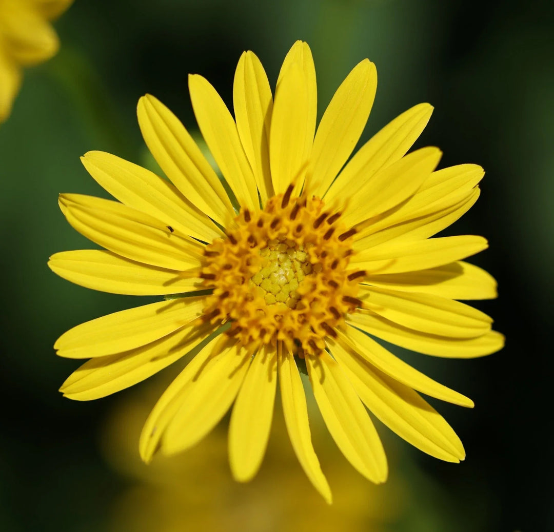 cup plant flower seeds