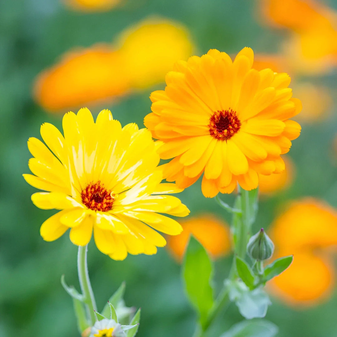 orange yellow flower seeds
