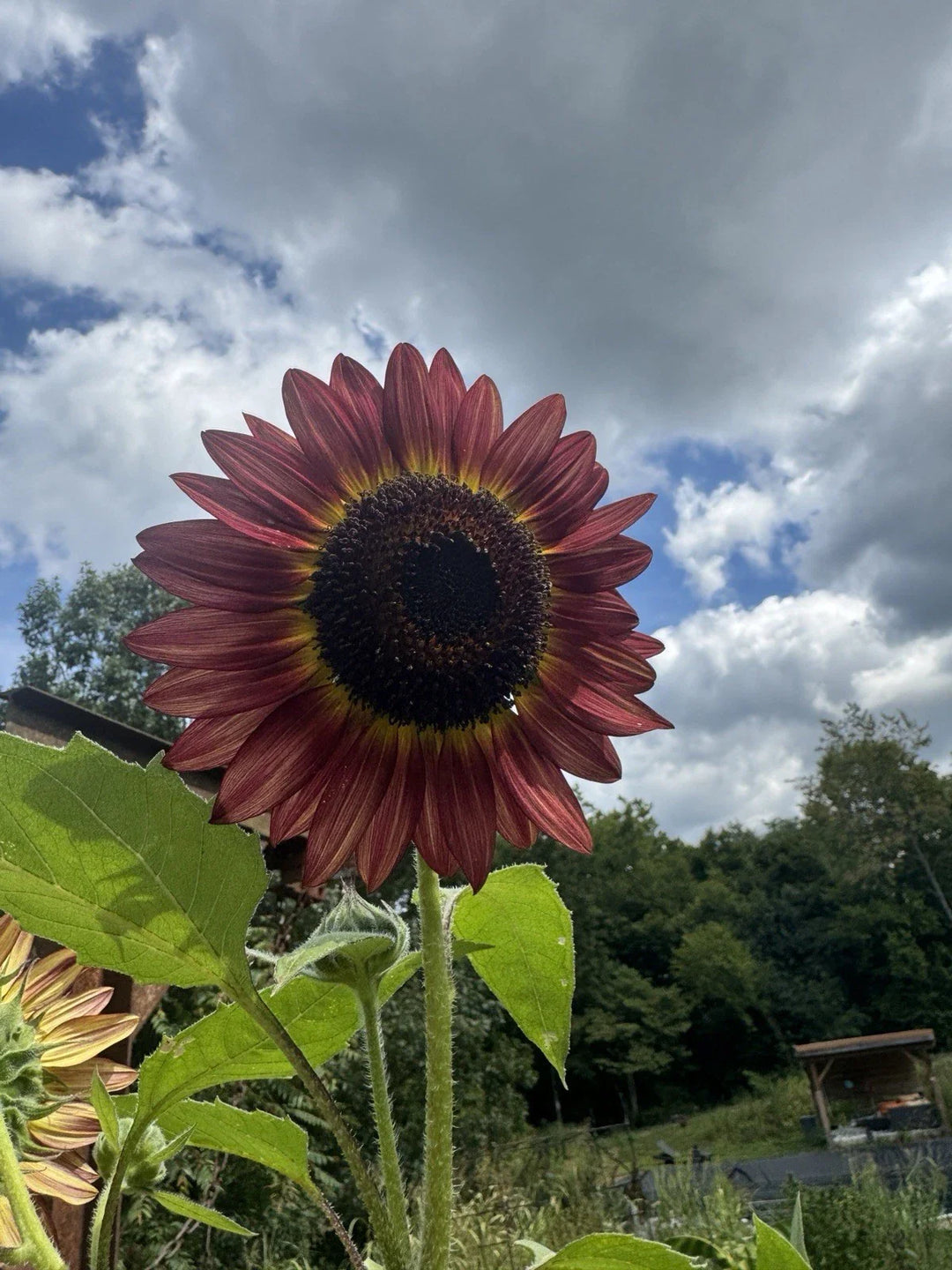 red sun flower seeds