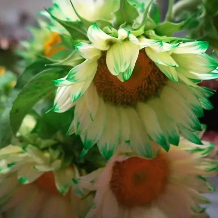 green lace flower seeds