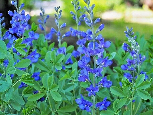 blue false flower seeds