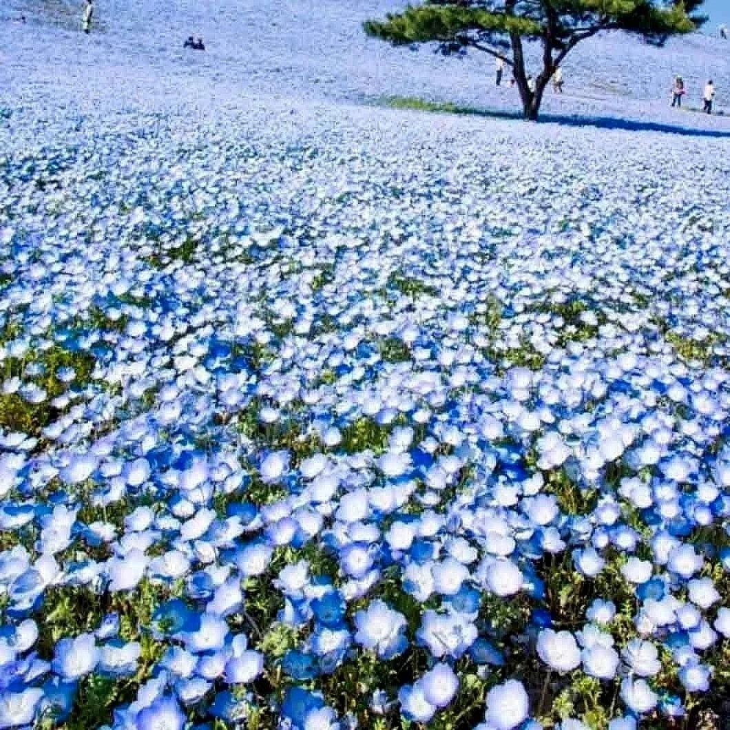 blue baby flower seeds
