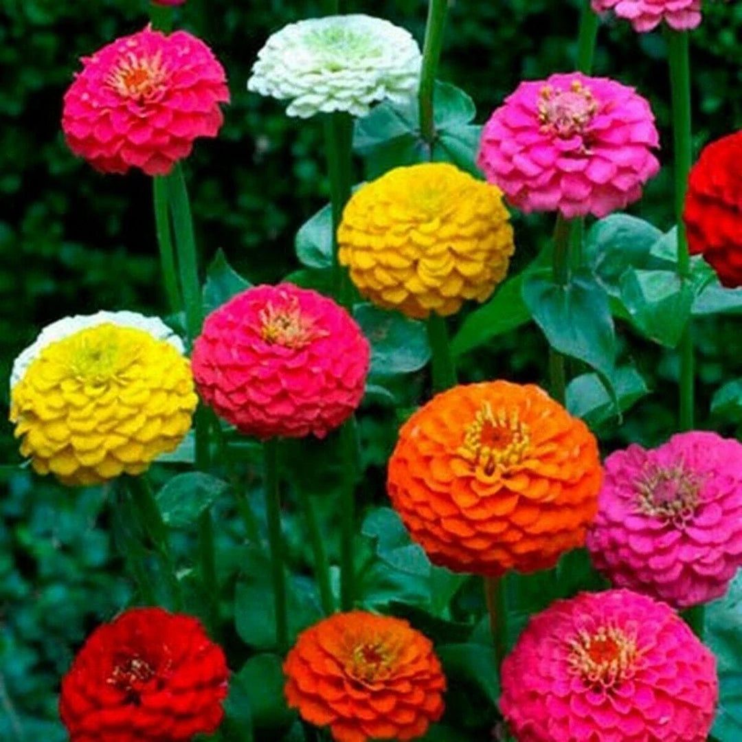 cut and flower seeds