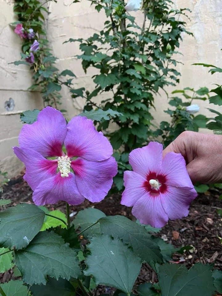 rose moon flower seeds